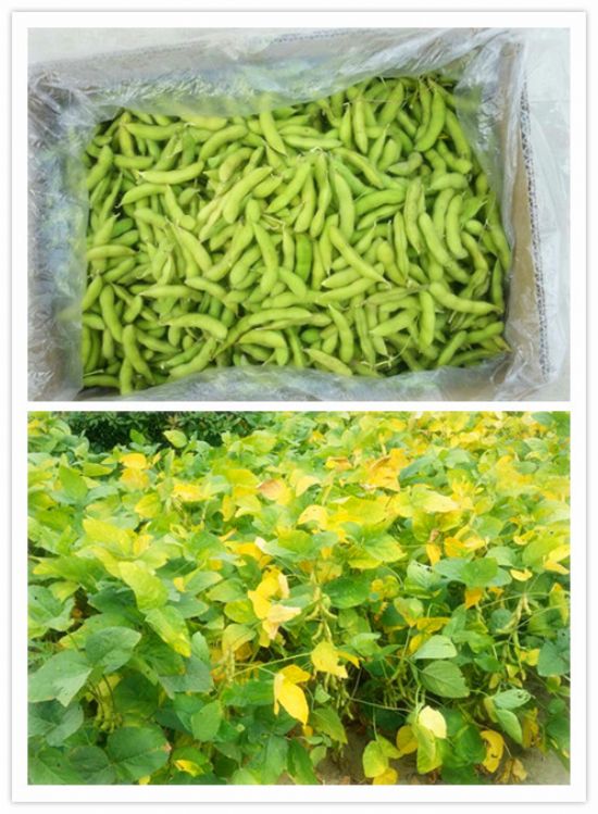 點(diǎn)擊查看詳細(xì)信息<br>標(biāo)題：【農(nóng)副產(chǎn)品】有機(jī)毛豆 閱讀次數(shù)：9274