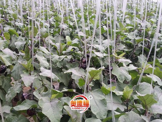 點(diǎn)擊查看詳細(xì)信息<br>標(biāo)題：德福有機(jī)圓茄 閱讀次數(shù)：6759