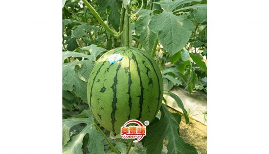 點擊查看詳細信息<br>標題：有機西瓜 閱讀次數(shù)：7274