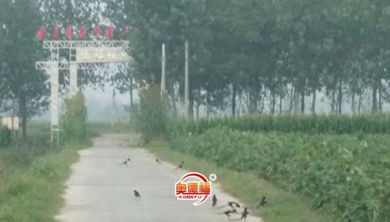 點擊查看詳細信息<br>標題：小鳥在歌唱 閱讀次數(shù)：6413